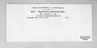 Phyllosticta paviae image